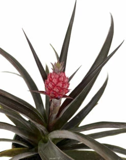 Red Pineapple Plant - Ananas Bracteatus - Great Indoors/Out - 5" Pot