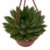 Red Tip Lipstick Desert Rose Succulent - Echeveria - 4" Mini Hanging Basket 1 Red Tip Lipstick Desert Rose Succulent - Echeveria - 4" Mini Hanging Basket -HIRTS Sales redtipech4mhb 79874.1655838820