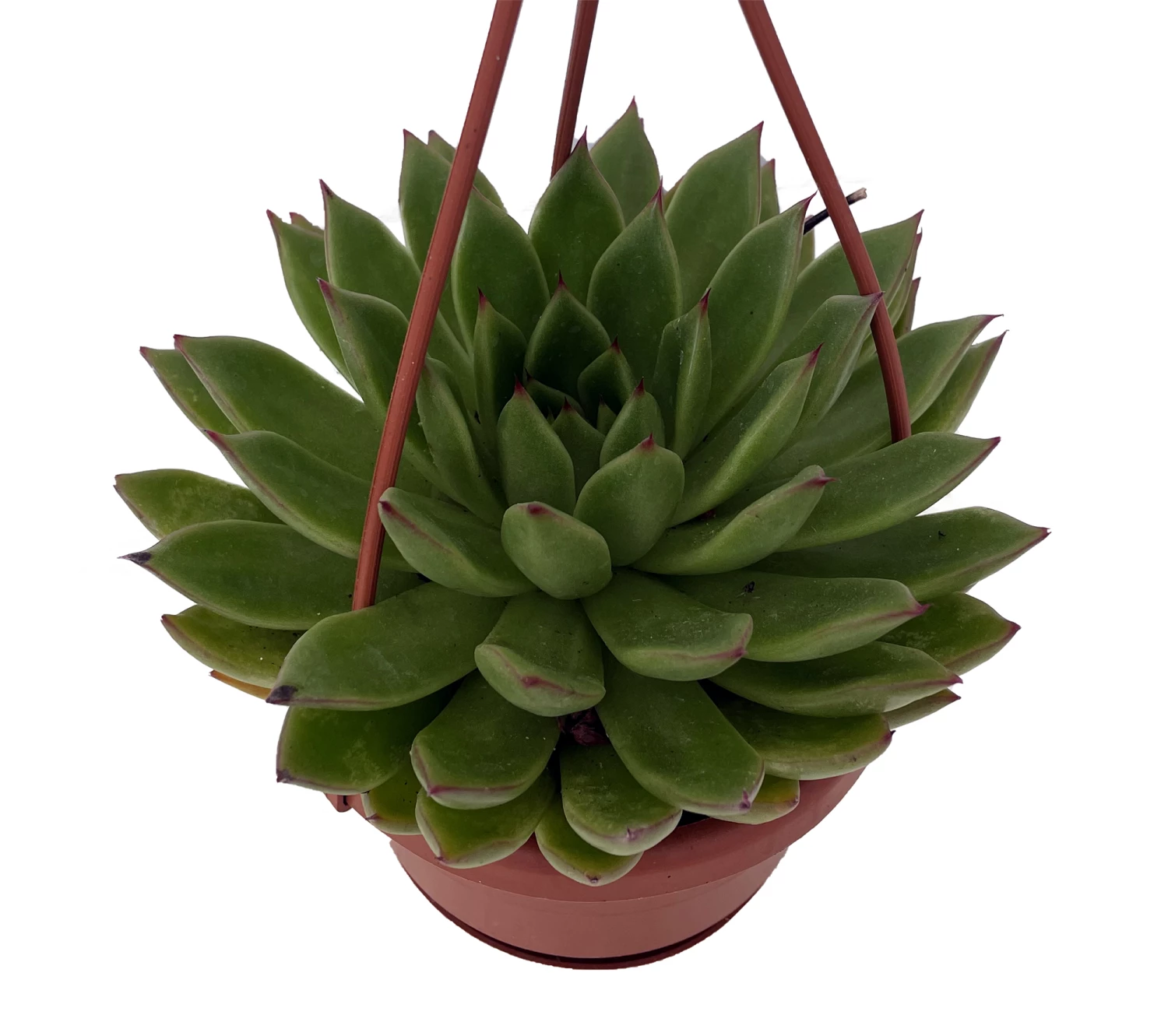 Red Tip Lipstick Desert Rose Succulent - Echeveria - 4" Mini Hanging Basket 3 Red Tip Lipstick Desert Rose Succulent - Echeveria - 4" Mini Hanging Basket