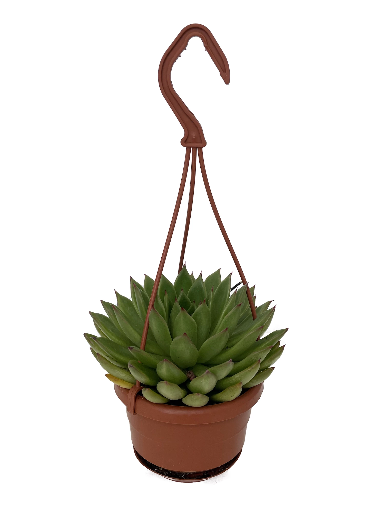 Red Tip Lipstick Desert Rose Succulent - Echeveria - 4" Mini Hanging Basket 4 Red Tip Lipstick Desert Rose Succulent - Echeveria - 4" Mini Hanging Basket - Image 2