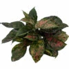 Red Valentine Chinese Evergreen Plant - Aglaonema - Grows In Dim Light - 5" Pot 1 Red Valentine Chinese Evergreen Plant - Aglaonema - Grows In Dim Light - 5" Pot -HIRTS Sales redvalag5 43769.1665775330