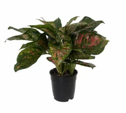 Red Valentine Chinese Evergreen Plant - Aglaonema - Grows In Dim Light - 5" Pot -HIRTS Sales redvalentin5 74121.1665775331