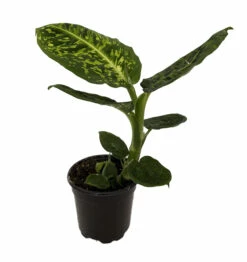 Reflector Dieffenbachia Plant - Exotic & Easy To Grow - 4" Pot 5 Reflector Dieffenbachia Plant - Exotic & Easy To Grow - 4" Pot -HIRTS Sales refdeiffenbach4 05248.1687976854