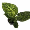 Reflector Dieffenbachia Plant - Exotic & Easy To Grow - 4" Pot -HIRTS Sales reflectdieff4 25037.1687976853