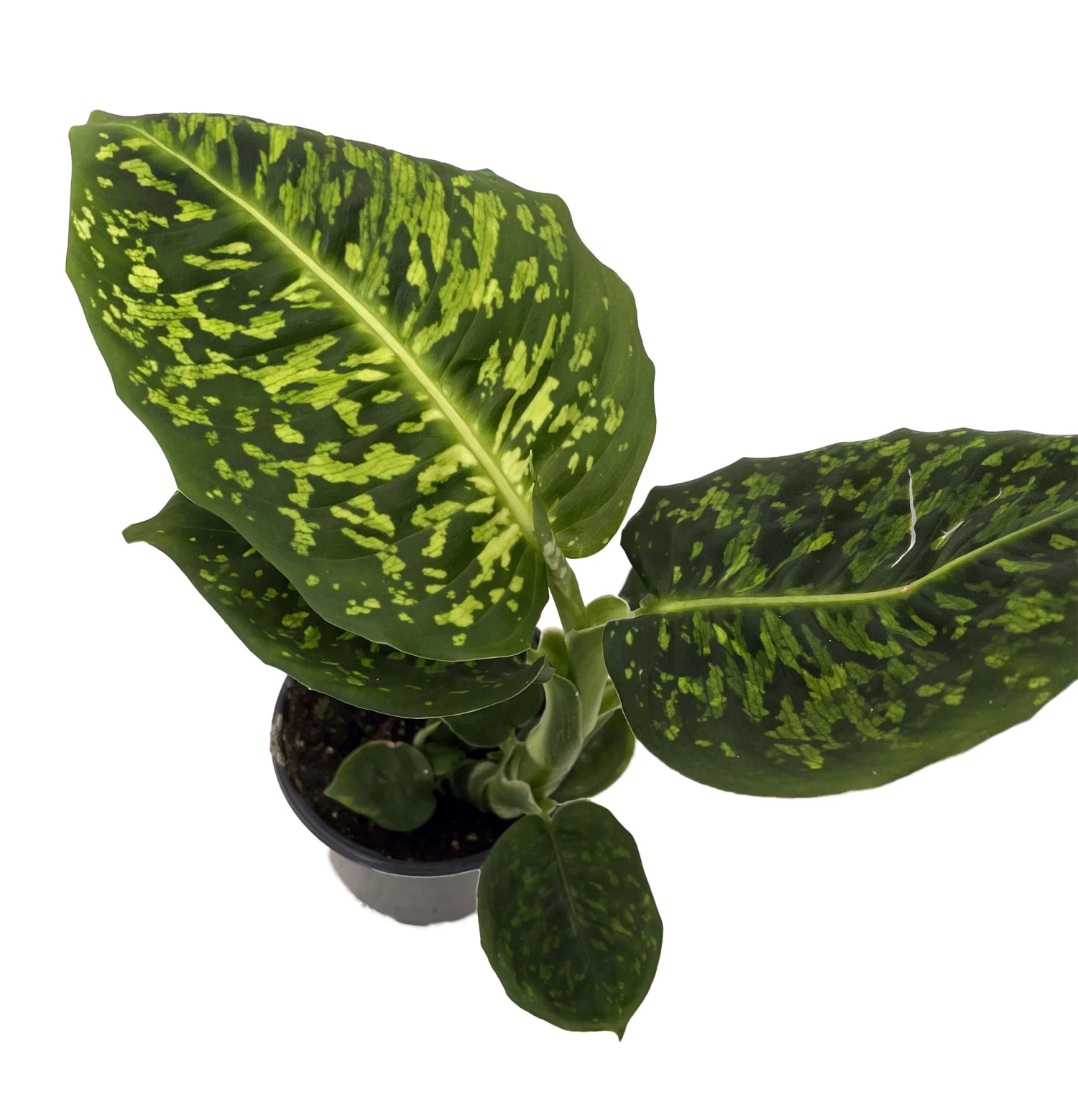Reflector Dieffenbachia Plant - Exotic & Easy To Grow - 4" Pot 3 Reflector Dieffenbachia Plant - Exotic & Easy To Grow - 4" Pot