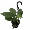 Dragon Tail Philodendron - Rhaphidorphora Decursiva - 4" Hanging Basket -HIRTS Sales rhapdt4hbnew 98859.1692990111