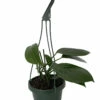 SALE - Dragon Tail Philodendron - Rhaphidorphora Decursiva - 6" Hanging Basket