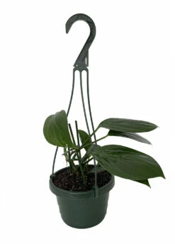 SALE - Dragon Tail Philodendron - Rhaphidorphora Decursiva - 6" Hanging Basket