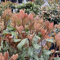 La Vida Grande™ Indian Hawthorn -Rhaphiolepis Indica - Proven Winners - 4" Pot -HIRTS Sales rhaphiolepis la vida grande 1 1080 1080 60 89119.1675804510