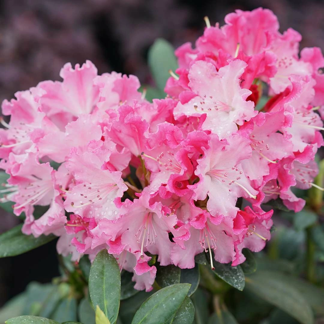 Dandy Man® COLOR WHEEL® Rhododendron - Quart Pot - Proven Winners 3 Dandy Man® COLOR WHEEL® Rhododendron - Quart Pot - Proven Winners