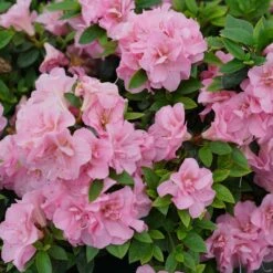 Perfecto Mundo™ Double Pink Azalea Rhododendron - 4" Pot - Proven Winners -HIRTS Sales rhododendron perfecto mundo double pink 1 1080 1080 60 57566.1615344699