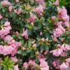 Perfecto Mundo™ Double Pink Azalea Rhododendron - 4" Pot - Proven Winners -HIRTS Sales rhododendron perfecto mundo double pink 3 1080 1080 60 89978.1615344698