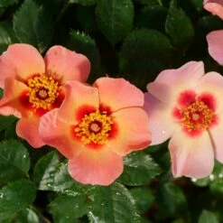 Ringo All-Star™ Landscape Rose - Proven Winners - 4" Pot -HIRTS Sales ringo all star rose rosa 4 1080 1080 60 28116.1615344724