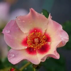 Ringo All-Star™ Landscape Rose - Proven Winners - 4" Pot -HIRTS Sales ringo all star rose rosa 5 1080 1080 60 05820.1615344724