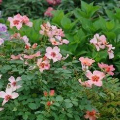 Ringo All-Star™ Landscape Rose - Proven Winners - 4" Pot -HIRTS Sales ringo all star rose rosa 8 1080 1080 60 58497.1615344724