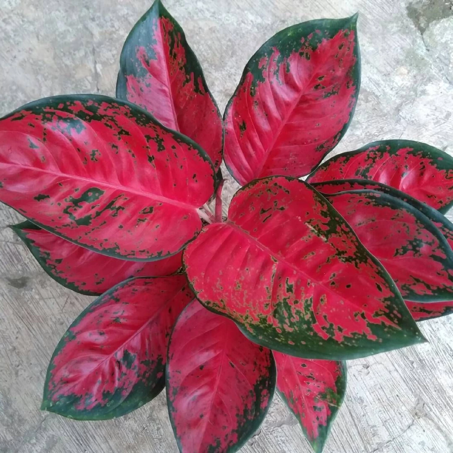 Red King Chinese Evergreen Plant - Aglaonema - 2" Pot - Collector's Series 5 Red King Chinese Evergreen Plant - Aglaonema - 2" Pot - Collector's Series - Image 3