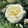 Reminiscent™ Crema Rose - Proven Winners - 4" Pot -HIRTS Sales rosa reminiscent crema 7 1080 1080 60 30354.1642557222