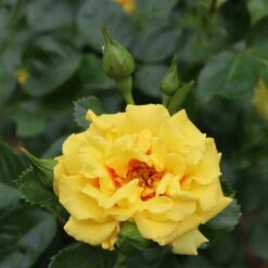 Rise Up™ Ringo® Climbing Rose - Proven Winners - 4" Pot -HIRTS Sales rosa rise up ringo 2 1080 1080 60 05883.1654621680