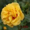 Rise Up™ Ringo® Climbing Rose - Proven Winners - 4" Pot -HIRTS Sales rosa rise up ringo 4 1080 1080 60 74506.1654621679