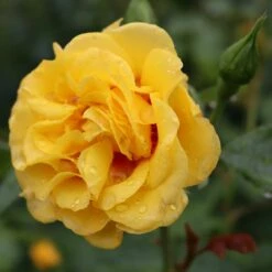 Rise Up™ Ringo® Climbing Rose - Proven Winners - 4" Pot