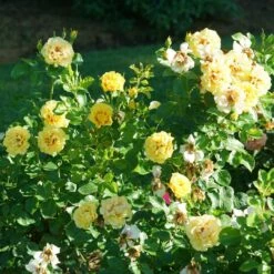 Rise Up™ Ringo® Climbing Rose - Proven Winners - 4" Pot -HIRTS Sales rosa rise up ringo 5 1080 1080 60 12564.1654621680