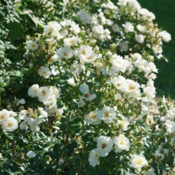 OSO EASY ICE BAY™ Landscape Rose - Proven Winners - 4" Pot 9 OSO EASY ICE BAY™ Landscape Rose - Proven Winners - 4" Pot -HIRTS Sales rosa oso easy ice bay dsc07558 800x800 fb8865a 87897.1683686089