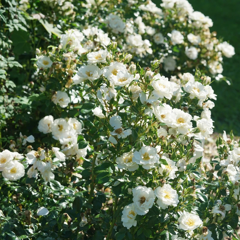 OSO EASY ICE BAY™ Landscape Rose - Proven Winners - 4" Pot 6 OSO EASY ICE BAY™ Landscape Rose - Proven Winners - 4" Pot - Image 4