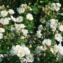 OSO EASY ICE BAY™ Landscape Rose - Proven Winners - 4" Pot 7 OSO EASY ICE BAY™ Landscape Rose - Proven Winners - 4" Pot -HIRTS Sales rosa oso easy ice bay dsc07563 800x800 83de7b5 01244.1683686088