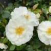 OSO EASY ICE BAY™ Landscape Rose - Proven Winners - 4" Pot -HIRTS Sales rosa oso easy ice bay img 1355 800x800 fe7f349 35926.1683686087