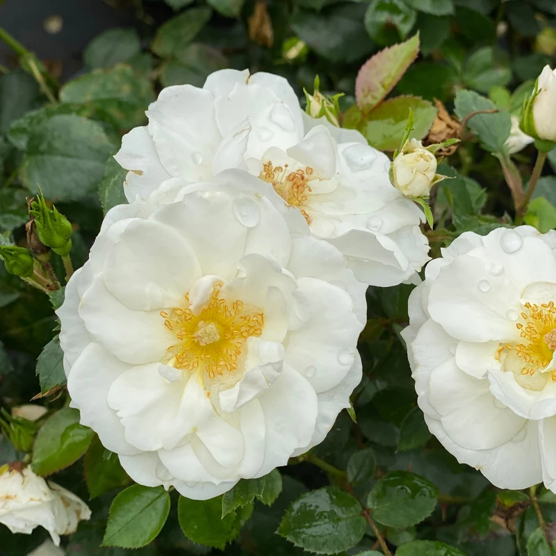 OSO EASY ICE BAY™ Landscape Rose - Proven Winners - 4" Pot 3 OSO EASY ICE BAY™ Landscape Rose - Proven Winners - 4" Pot