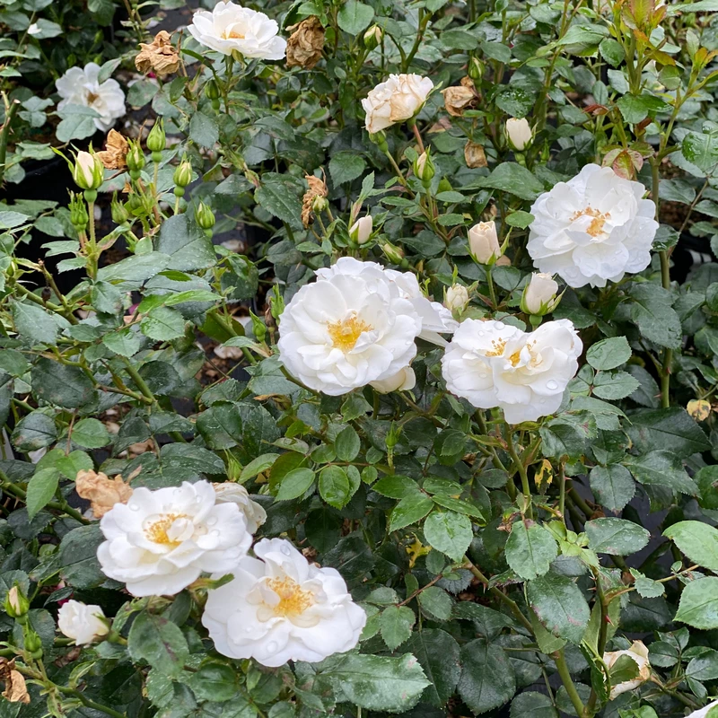 OSO EASY ICE BAY™ Landscape Rose - Proven Winners - 4" Pot 5 OSO EASY ICE BAY™ Landscape Rose - Proven Winners - 4" Pot - Image 3
