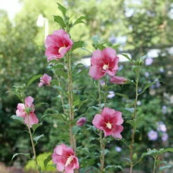Red Pillar™ Rose Of Sharon - Hibiscus Syriacus - Proven Winners - 4" Pot -HIRTS Sales rose of sharon red pillar 2 49099.1675818937