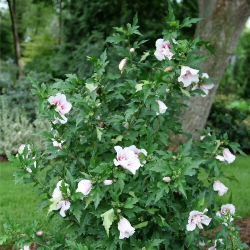 Starblast Chiffon™ Rose Of Sharon - Hibiscus Syriacus - Proven Winners - 4" Pot 5 Starblast Chiffon™ Rose Of Sharon - Hibiscus Syriacus - Proven Winners - 4" Pot - Image 3