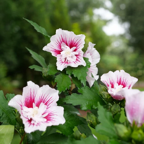 Starblast Chiffon™ Rose Of Sharon - Hibiscus Syriacus - Proven Winners - 4" Pot 3 Starblast Chiffon™ Rose Of Sharon - Hibiscus Syriacus - Proven Winners - 4" Pot