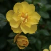 OSO EASY® Lemon Zest Rose - Rebloomer- Proven Winners- 4" Pot -HIRTS Sales roselemonzest1 77866.1615344552