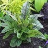Edible Bloodwort/Sorrell - Quart Pot - Rumex Sanguineus - Hardy Perennial 1 Edible Bloodwort/Sorrell - Quart Pot - Rumex Sanguineus - Hardy Perennial -HIRTS Sales rumex 97834.1620236842