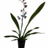 Ruth's Rainbow Over The Rainbow Orchid - Oncidium - 2" Pot - Collector Orchids -HIRTS Sales ruthrainbow2in 71214.1696524969