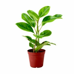 Golden Gem Rubber Tree Plant - Ficus Altissima - 4" Pot -HIRTS Sales s383942088287007187 p730 i1 w1840 64777.1616981706