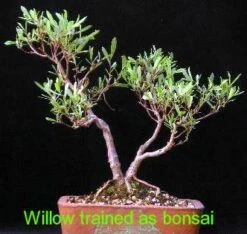 Hakuro Nishiki Japanese Dappled Willow - Bonsai/Outdoors - 4" Pot -HIRTS Sales salix1 12356.1615344481