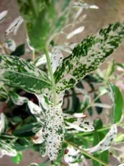 Hakuro Nishiki Japanese Dappled Willow - Bonsai/Outdoors - 4" Pot -HIRTS Sales salix2a 31494.1615344481