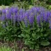 Midnight Model - Salvia Fashionista® - Meadow Sage - Quart Pot -HIRTS Sales salviamidnightmodel201 61935.1600880548