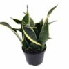 Compact Black Gold Snake Plant -Sanseveria- Impossible To Kill! - 6" Pot -HIRTS Sales sanseveiriacompacta4hr1 30344.1646050293