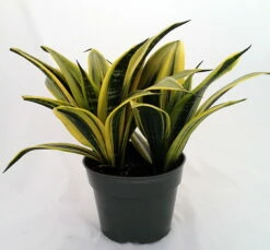 Gold Flame Snake Plant - Sanseveria - Almost Impossible To Kill - 6" Pot 7 Gold Flame Snake Plant - Sanseveria - Almost Impossible To Kill - 6" Pot -HIRTS Sales sanseveriagoldflame1 11242.1658361600