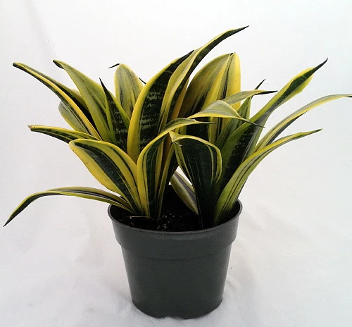 Gold Flame Snake Plant - Sanseveria - Almost Impossible To Kill - 6" Pot 5 Gold Flame Snake Plant - Sanseveria - Almost Impossible To Kill - 6" Pot - Image 3