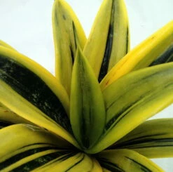 Gold Flame Snake Plant - Sanseveria - Almost Impossible To Kill - 6" Pot 6 Gold Flame Snake Plant - Sanseveria - Almost Impossible To Kill - 6" Pot -HIRTS Sales sanseveriagoldflame2 87787.1658361600