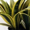 Gold Flame Snake Plant - Sanseveria - Almost Impossible To Kill - 6" Pot -HIRTS Sales sanseveriagoldflame3 73182.1658361600