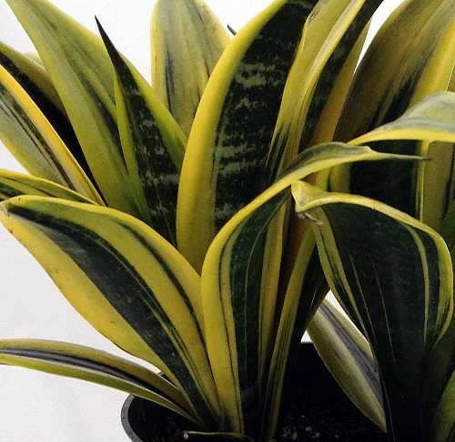 Gold Flame Snake Plant - Sanseveria - Almost Impossible To Kill - 6" Pot 3 Gold Flame Snake Plant - Sanseveria - Almost Impossible To Kill - 6" Pot