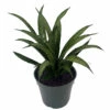Rare Lilliput Snake Plant - Sansevieria Trifasciata Hybrid - 4" Pot -HIRTS Sales sanslilliput 76305.1669918642