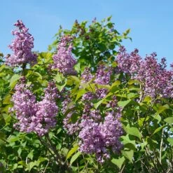 Scentara® Double Blue Lilac - 4" Pot - Syringa - Proven Winners -HIRTS Sales scentara20double20blue20lilac20plant 42195.1615344680