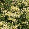 Scentsation Honeysuckle - Proven Winner - Lonicera - Very Fragrant - 4" Pot 2 Scentsation Honeysuckle - Proven Winner - Lonicera - Very Fragrant - 4" Pot -HIRTS Sales scentsation lonicera 2 54824.1615344561